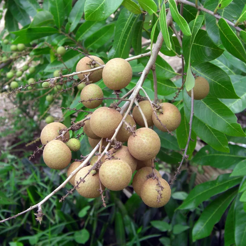 Chùm nhãn trên cây, ảnh minh họa nhóm nhãn